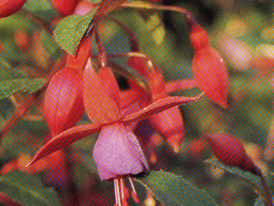 Fuchsia (Bedding) 