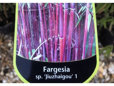 Fargesia sp. Jiuzhaigou  Non invasive Bamboo