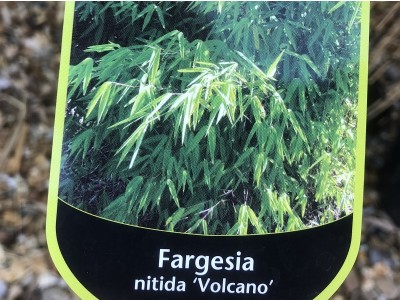 Fargesia nitida Non invasive Bamboo