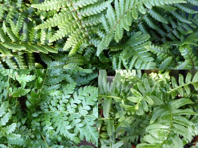 A Beginner’s Collection of Ferns (Three Plants)