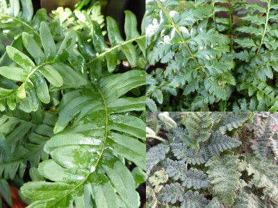 A Collection of Ferns for Dry Shade (Three Plants)