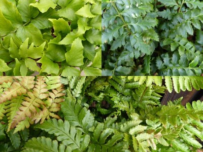 An Evergreen Fern Collection (Three Plants)