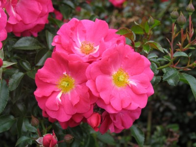 Rosa Flower Carpet Pink Supreme (