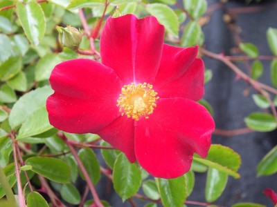 Rosa Flower Carpet Ruby 