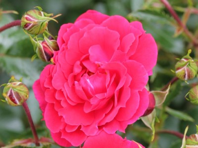 Rosa Flower Carpet Ruby (