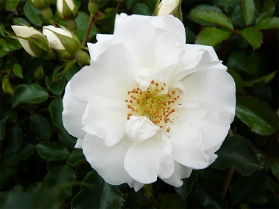 Rosa Flower Carpet White (