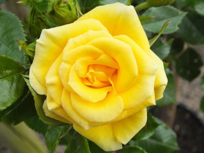 Rosa Flower Power Gold (
