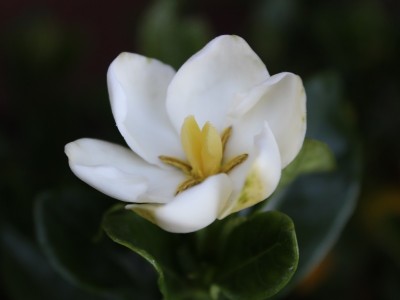 Gardenia jasminoides 