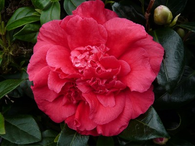 Camellia japonica 