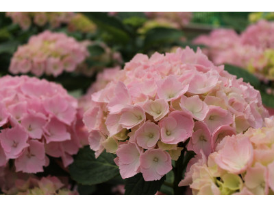 Hydrangea macrophylla Pink Sensation®