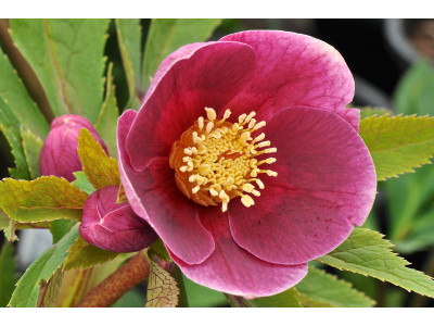 Helleborus x hybridus (Ashwood Evolution Group) Pink shades 5L Lenten Rose