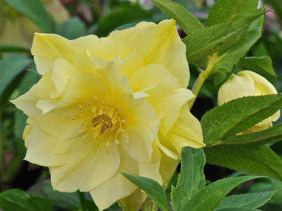 Helleborus x hybridus (Ashwood Evolution Group) Yellow Double 7.5L Pot Lenten Rose