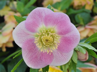 Helleborus x hybridus (Ashwood Garden Hybrids) Single silver backed pink shades Lenten Rose