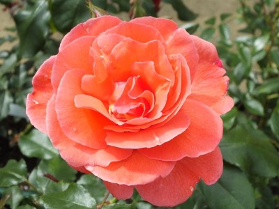 Rosa floribunda Happy Anniversary 