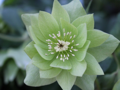 Helleborus x hybridus (Ashwood Garden Hybrids) Double green shades Lenten Rose