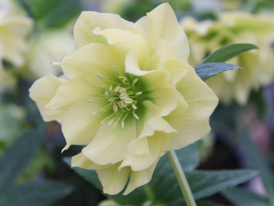 Helleborus x hybridus (Ashwood Garden Hybrids) Double primrose yellow shades Lenten Rose