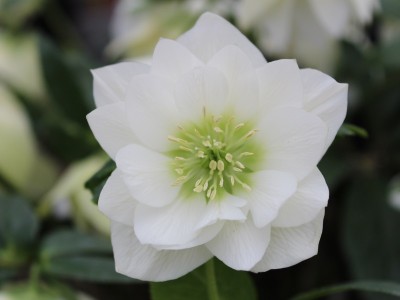 Helleborus x hybridus (Ashwood Garden Hybrids) Double White Lenten Rose