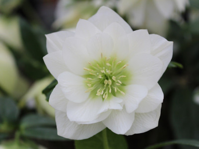 Helleborus x hybridus (Ashwood Garden Hybrids) Double white 7.5L pot Lenten Rose