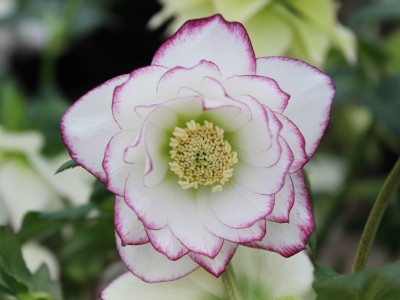 Helleborus x hybridus (Ashwood Garden Hybrids) Double White Picotee Lenten Rose