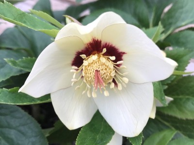 Helleborus x hybridus (Ashwood Evolution Group) Ivory shades with red flush Lenten Rose