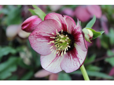 Helleborus x hybridus (Ashwood Garden Hybrids) Single pink picotee shades 7.5 Pot Lenten Rose