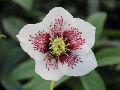 Helleborus x hybridus (Ashwood Garden Hybrids) Single white spotted Lenten Rose