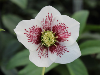 Helleborus x hybridus (Ashwood Garden Hybrids) Single white spotted 5L Pot Lenten Rose