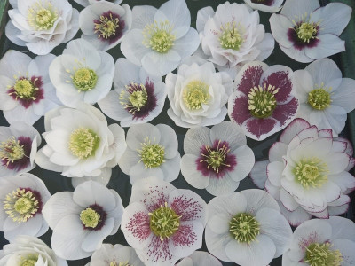 Helleborus x hybridus (Ashwood Garden Hybrids) Mixed White Singles & Doubles Four Plants Lenten Rose
