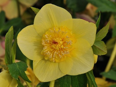Helleborus x hybridus (Ashwood Evolution Group) Anemone Yellow Shades Exclusive 5L Lenten Rose