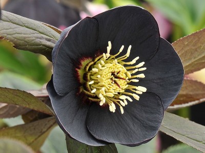 Helleborus x hybridus (Ashwood Garden Hybrids) Single black Lenten Rose