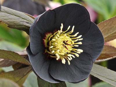 Helleborus x hybridus (Ashwood Garden Hybrids) Single black 7.5L Lenten Rose