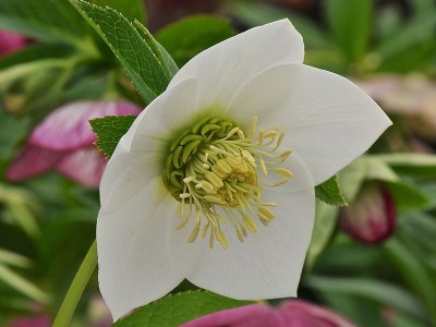 Helleborus x hybridus (Ashwood Garden Hybrids) Single pure white Lenten Rose