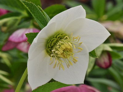 Helleborus x hybridus (Ashwood Garden Hybrids) Single pure white 5L Pot Lenten Rose