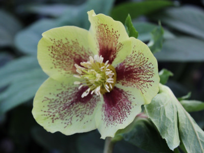 Helleborus x hybridus (Ashwood Garden Hybrids) Single green spotted 7.5L Lenten Rose