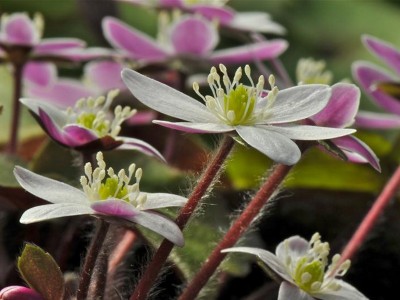 Hepatica yamatutai (deep pink backed flowers)