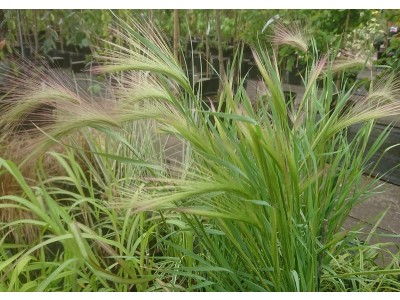 Hordeum jubatum Foxtail Barley Grass