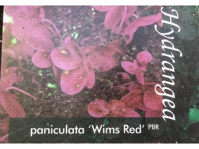 Hydrangea paniculata 