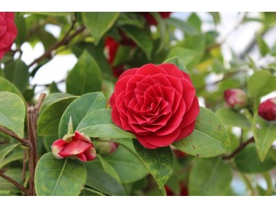 Camellia reticulata x williamsii 