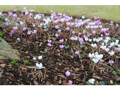 Cyclamen hederifolium Mixed Collection of 6 Plants