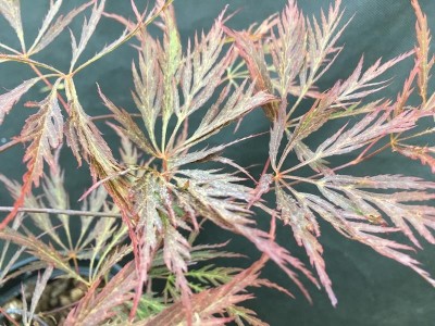 Acer palmatum Dissectum 
