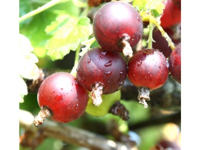 Jostaberry Ribes nidigrolaria