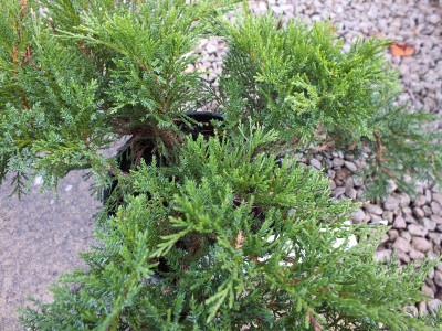 Juniperus sabina 