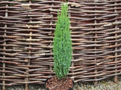 Juniperus communis 