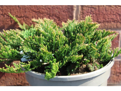 Juniperus horizontalis 