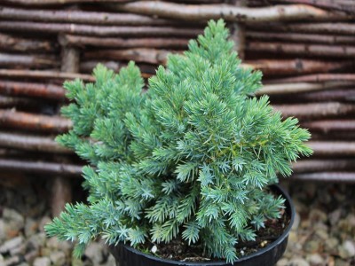 Juniperus squamata 