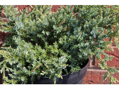 Juniperus squamata 