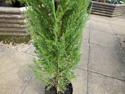 Juniperus virginiana (scopulorum) 