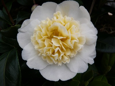 Camellia x williamsii Jury