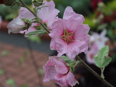 Lavatera x clementii Barnsley Silver Leafed Tree Mallow