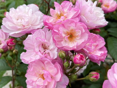 Rosa rambling Lavender Siluetta® (Korsilu08) Rambling Rose